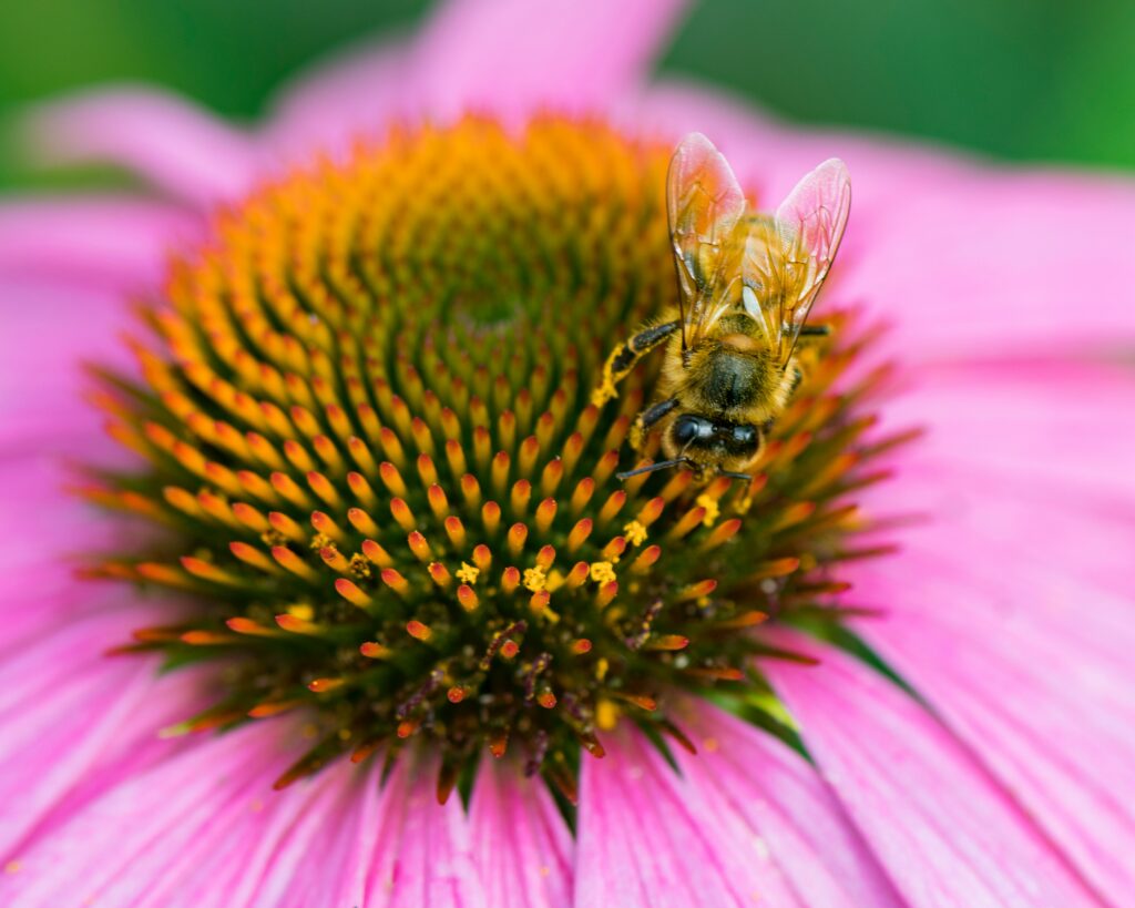 quelles-fleurs-les-abeilles-aiment-elles 